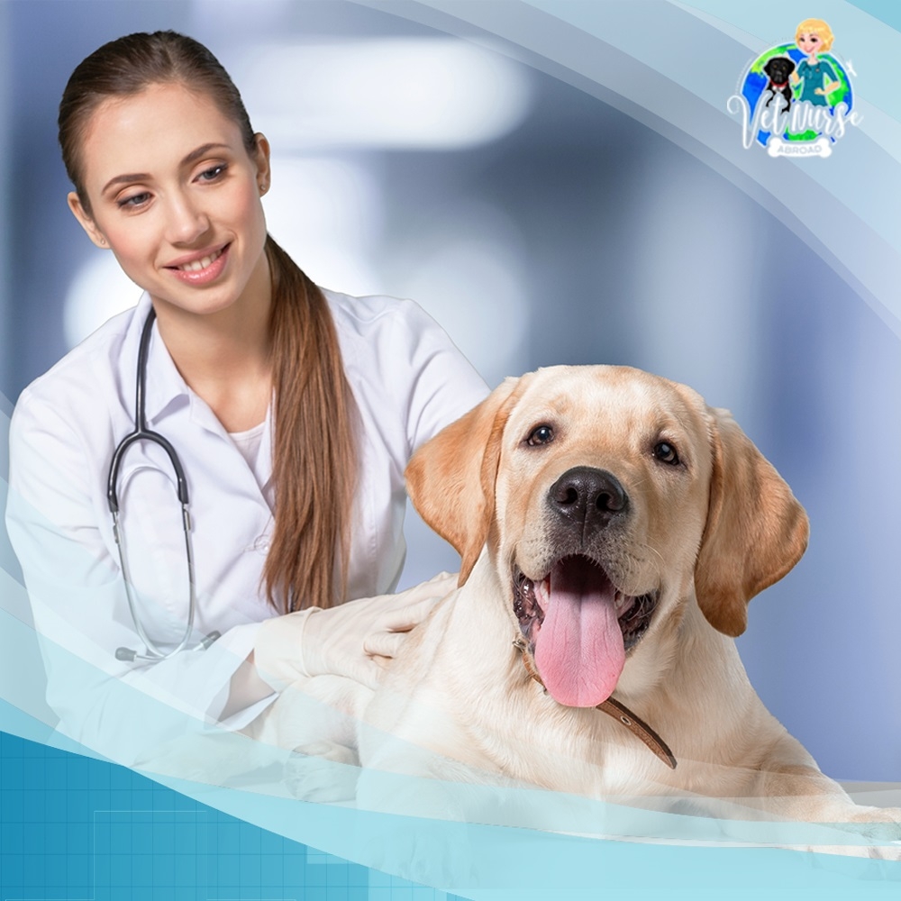 Vet Nurse Abroad logo design by fawadyk