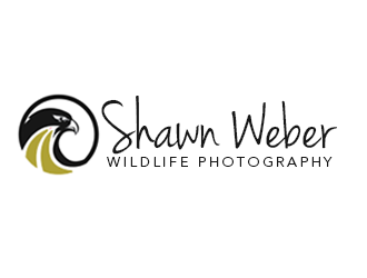 Shawn Weber Wildlife Photography logo design by kunejo