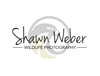 Shawn Weber Wildlife Photography logo design by kunejo