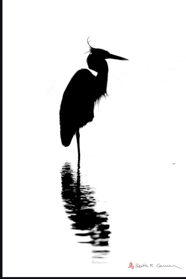 The Blue Heron Logo Design - 48hourslogo